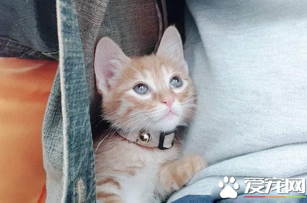 霸王貓在家爆氣頂嘴 外出躲進外套折手手泛淚