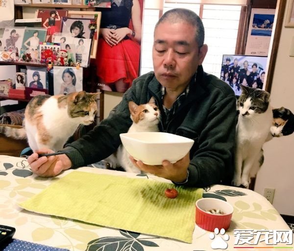 吃個飯壓力好大！日本住持每天被愛貓包圍
