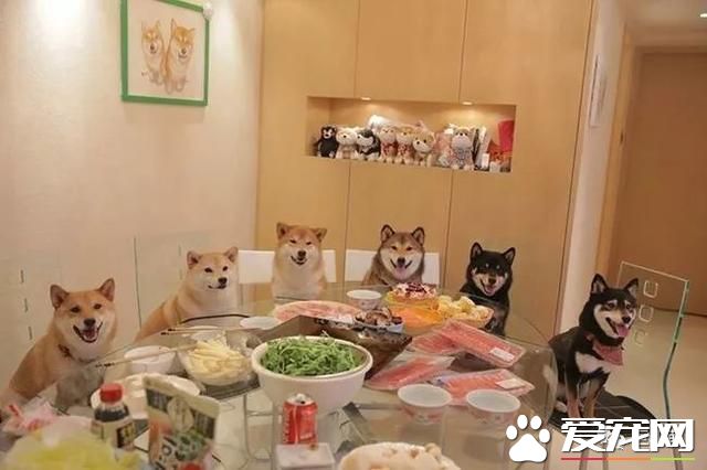 什么狗是理想的家庭犬？哈士奇并不算