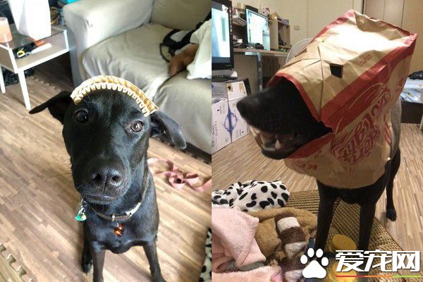 爸爸的褲子最好擦 萌狗學會會自己擦鼻涕