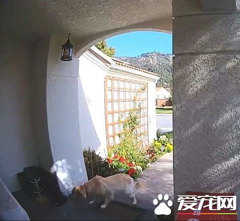 阿金偷偷叼走助行鞋 沒想到背后原因超感人