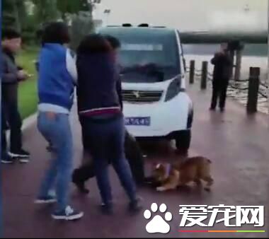兩女子和一條狗圍攻老人 警方：因狗打架 