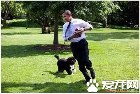養狗成風尚，來看看美國“皇家御狗”風采