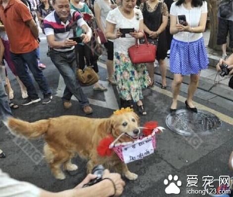 金毛犬銜著寫有“哥哥姐姐 加油哦”花籃引來眾人圍觀