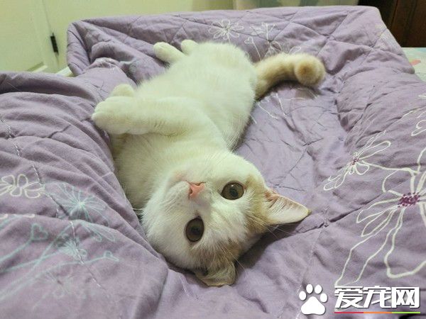 聽睡覺立刻窩大腿縫隙塞好 抬頭超溫柔眼神說晚安