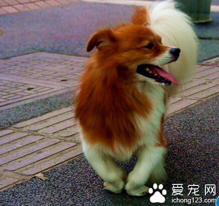 14歲“高齡”京巴狗走丟 主人急出心脹病