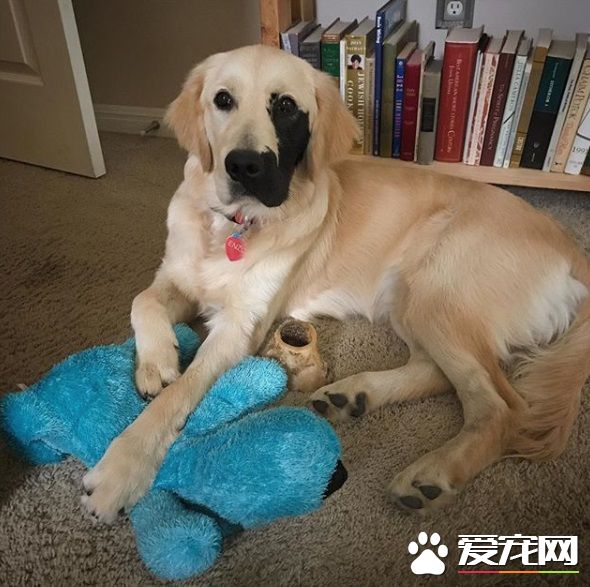 黃金獵犬戴半邊面罩 超特別長相成獨一無二狗狗!