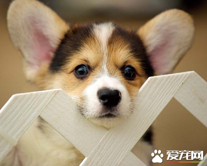 帶你揭秘：柯基犬有幾個品種 有幾個顏色