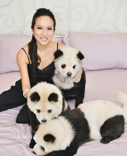 松獅犬染色后成網紅 是狗還是熊貓傻傻分不清