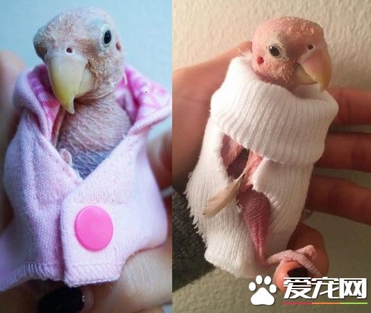 染鸚鵡喙羽毛病害全身無毛 暖心網友送毛衣