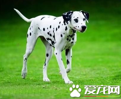 狗狗智商排行榜，你家狗狗排第幾？