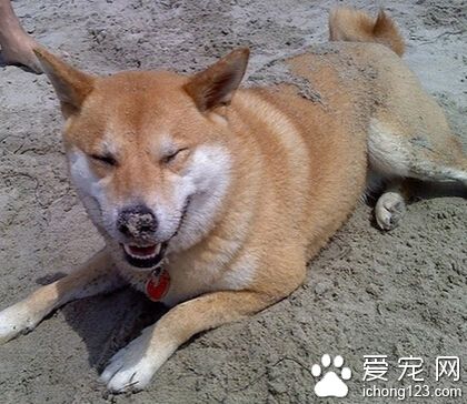 一狗場老板參觀同行狗場時偷走十條柴犬均被刑拘