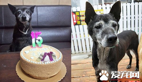 高齡愛犬過世2年 狗園意外偶遇接班狗老浪黑