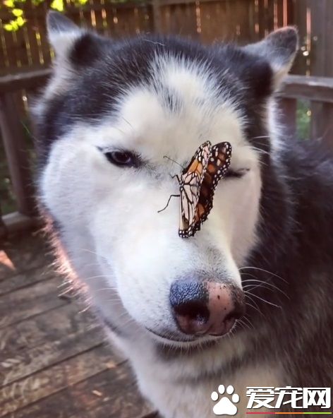 蝴蝶不請自來臉上蹭蹭 萌犬哈士奇超傻眼
