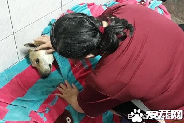 毛小孩全身淋濕 媽媽超心疼花20分鐘擦干
