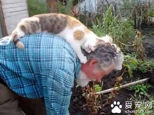 貓奴彎腰忙園藝 喵星人跳背上忘情地蹭蹭舔舔好滿足