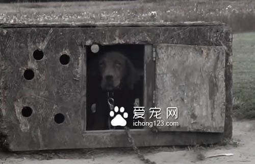 主人離世被遺棄的狗狗找到新家后不斷的撒嬌賣萌