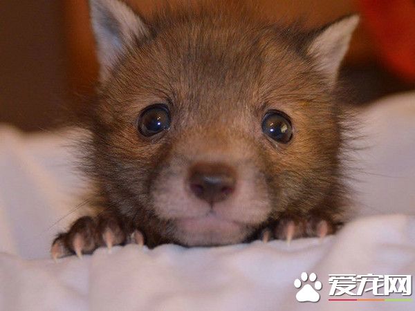 小狐貍缺乏安全感 每晚睡覺都要兔兔陪睡