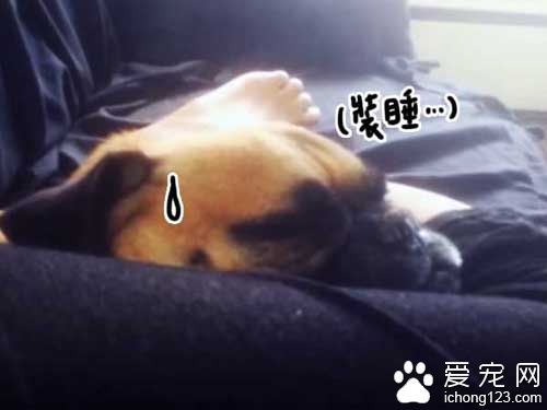 巴哥裝睡忽悠主人 聽到出去散步立刻破功！