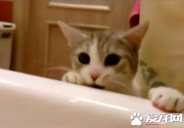 你在哪里干什么呀？ 貓奴泡澡時喵星人超緊張