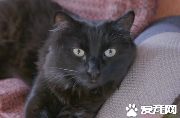 貓咪的魅力 讓不愛貓的小羅勃道尼化身超級貓奴