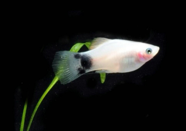 小熱帶魚幾天喂一次