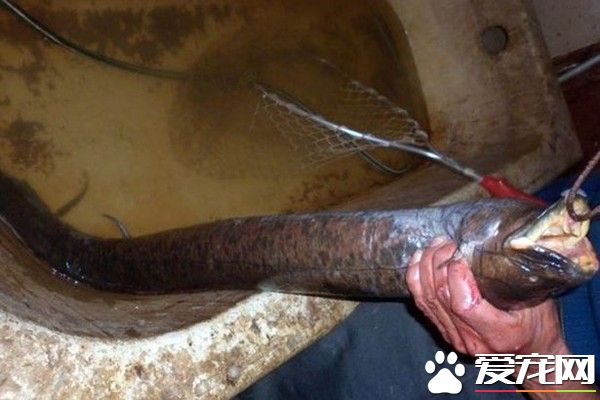 怪鰻魚咬得狗慘叫 滿口人牙嚇壞漁夫