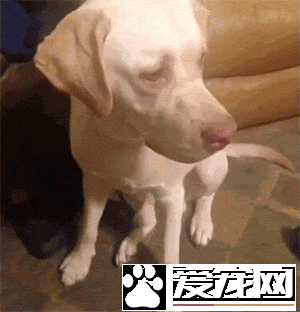 狗是否知道自己是狗？