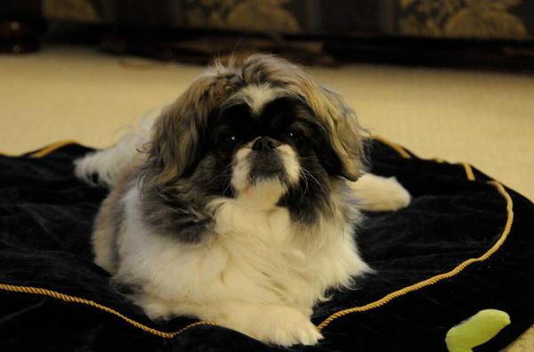 京巴犬好養嗎