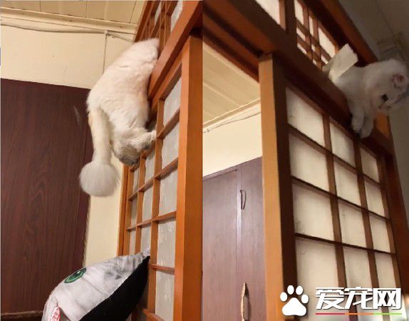 快點救我下來啊 喵星人掛紙門眼神死地搖晃屁股
