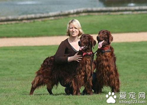 全球狗展Crufts發生命案 得獎犬慘遭毒殺