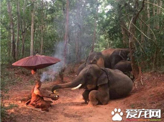 佛法無邊 泰國4頭大象森林中跪地拜苦僧侶