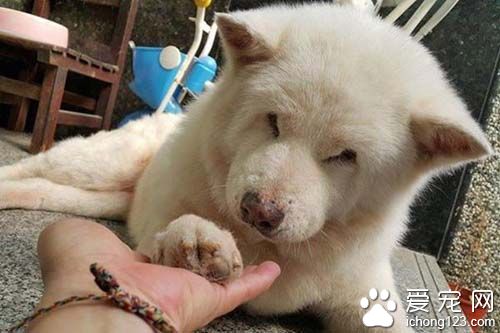 狗狗14年未見主人重聚的畫面讓人淚崩