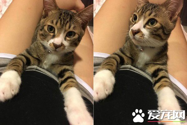 誰在里面？愛貓知道馬麻有寶貝后突然超溫柔