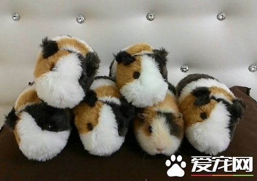 救活瀕死天竺鼠 立志成為鼠獸醫