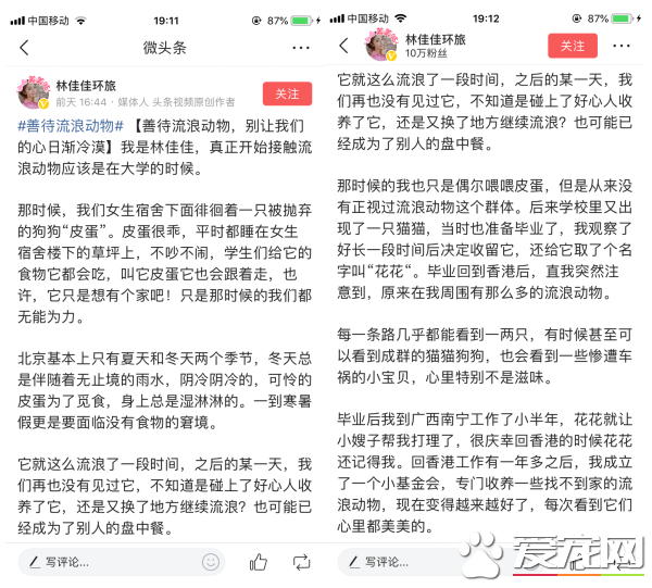 今日頭條攜手它基金 共同呼吁善待流浪動物