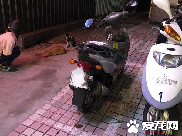 遇到貓警探了！浪喵霸占警用機車偽裝黑貓警長