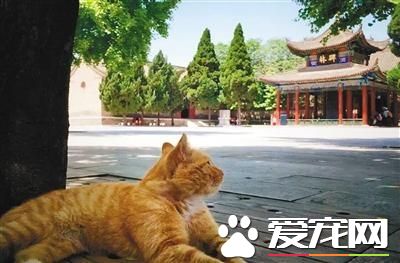 碑林博物館網紅貓抓傷幼童 小貓一家恐驅逐