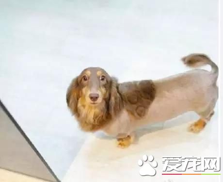 臺灣的這家寵物美容院上了國外新聞，只因有這么個任性的老板