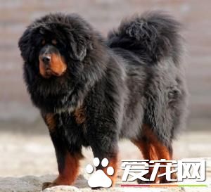 狗狗智商排行榜，你家狗狗排第幾？