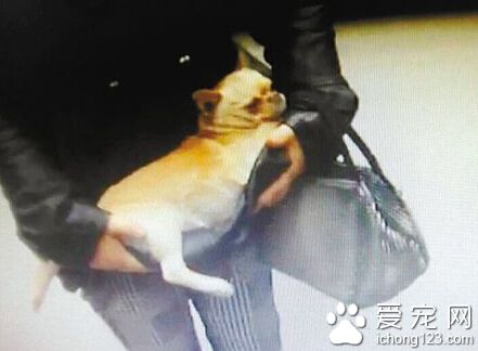 “吉娃娃”小區被碾死 主人向司機索賠遭拒絕
