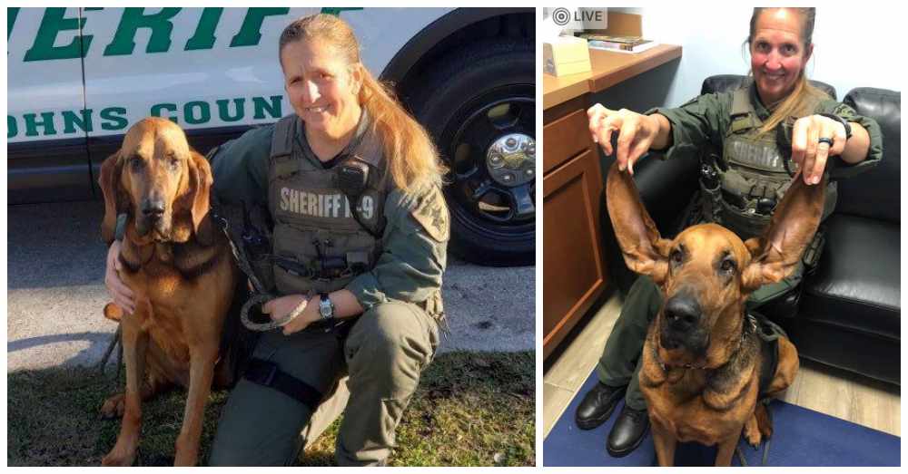 心痛！從事追蹤失蹤兒童和癡呆患者的獵犬被癌癥奪去生命