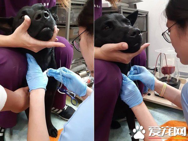 調皮汪第一次捐血乖乖坐著忍痛 我在做有意義的事
