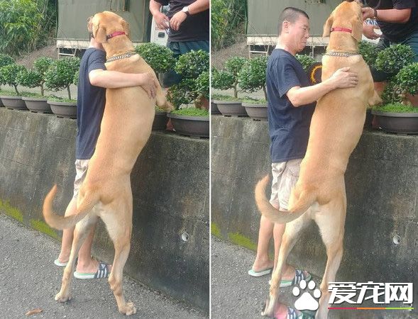 貪吃高山犬壯碩似牛 內心卻是愛哭過小孩子