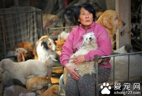 不計回報的老人給流浪狗提供了一個溫暖的家