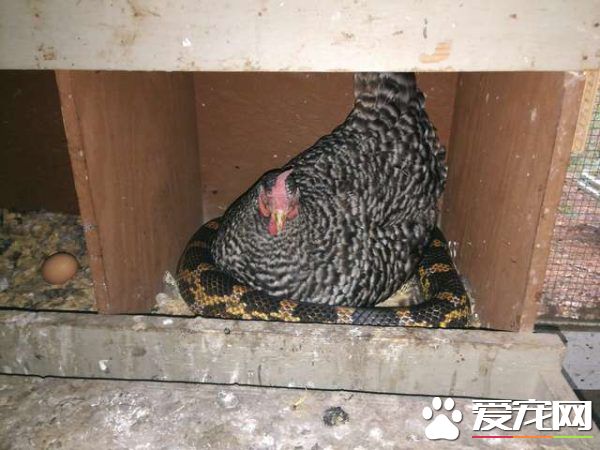雞蛇也可以和睦相處 原來蛇也不是那么可怕