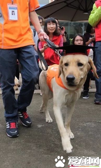 廣州第一批導盲犬已上崗，以后地鐵可見到狗狗！但不要圍觀亂摸拍照！