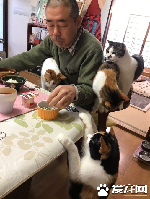 吃個飯壓力好大！日本住持每天被愛貓包圍