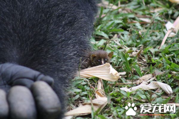 暖心大猩猩和小嬰猴朋友的超萌互動 暖煞人！