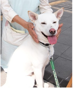 國內的“忠犬八公” 被狗狗的執著所感動　